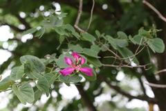 Bauhinia purpurea